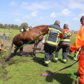 Paard te water Kooltuinweg Valkenburg