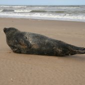 Gewone zeehond Noordwijk