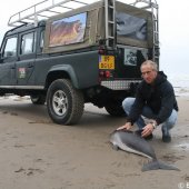 Levende bruinvis gevonden Katwijk