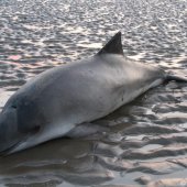 Dode bruinvis Noordwijk