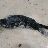 Jonge grijze zeehond Zandvoort