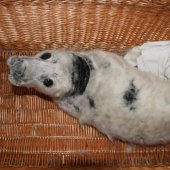 Jonge grijze zeehond Bloemendaal