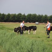 Koe te water Kanaalpad NW Rijnsburg