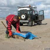 Dode bruinvis Noordwijk