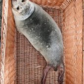 Jonge grijze zeehond Zandvoort