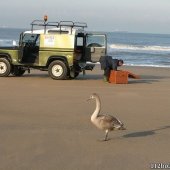 Gezonde zwaan strand Noordwijk