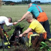 Dier te water N206 - Kooltuinweg Katwijk