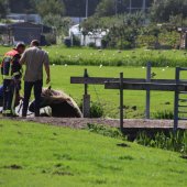 Paard te water Kooltuinweg Valkenburg