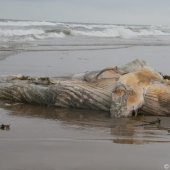 Restanten Bultrug Katwijk