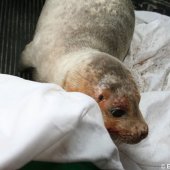 Jonge zeehond op het strand Noordwijk