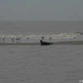 Zeehond aan gespoeld vervolg Pieterburen