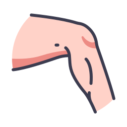 leg
