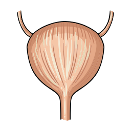 bladder