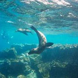 Swim with Sea Lions