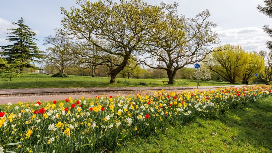 University of Kent and JUB Holland rethink what bulbs can do in grass