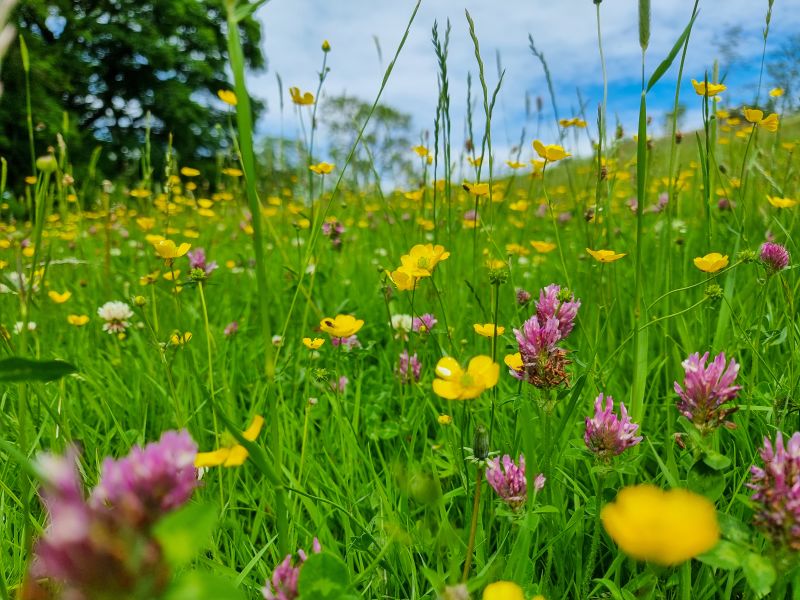 Biodiverse wildflower gardens made easy with Johnsons Lawn Seed&rsquo;s new Meadow-in-a-Tray