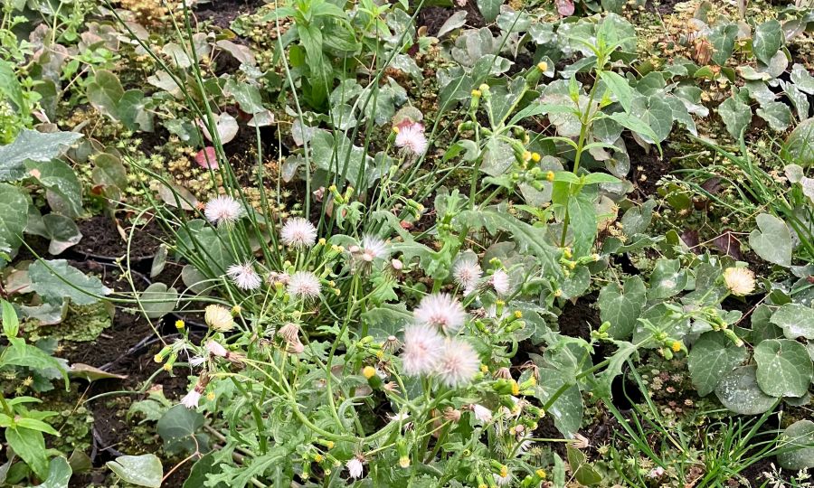 R&D grant secured for new herbicide testing on container-grown nursery stock