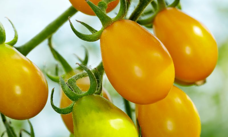 The HTA celebrates horticulture businesses and their connection to Liverpool’s heritage