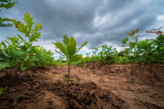 Boosting domestic tree production essential to hit Government climate and nature targets, warns new report