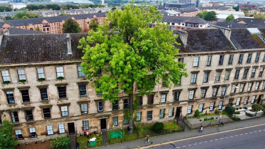 Glasgow&rsquo;s &lsquo;defiant giant&rsquo; in running to be crowned European Tree of the Year
