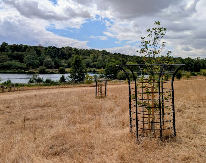 Trees protected for future generations to enjoy