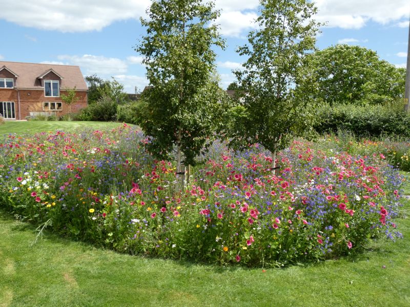Build sustainable landscapes with wildflowers