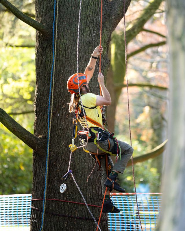 UK & Ireland Tree Climbing Competition in Cheltenham &ndash; free for the public to watch 