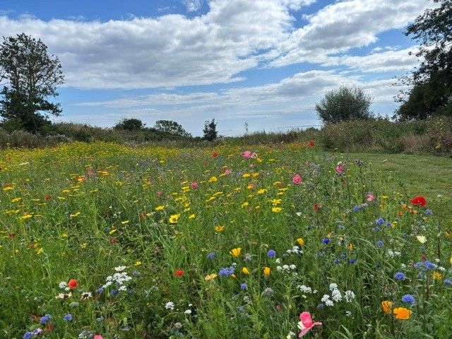 Wildflowers from DLF help wildlife to flourish at Alnmouth Golf Club