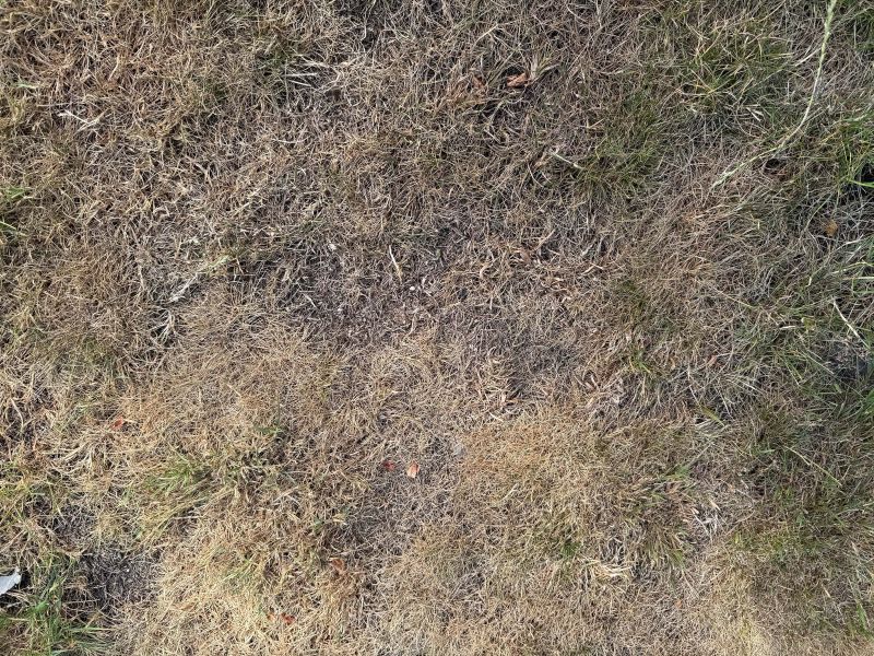Weed threat looms after summer turf cover loss