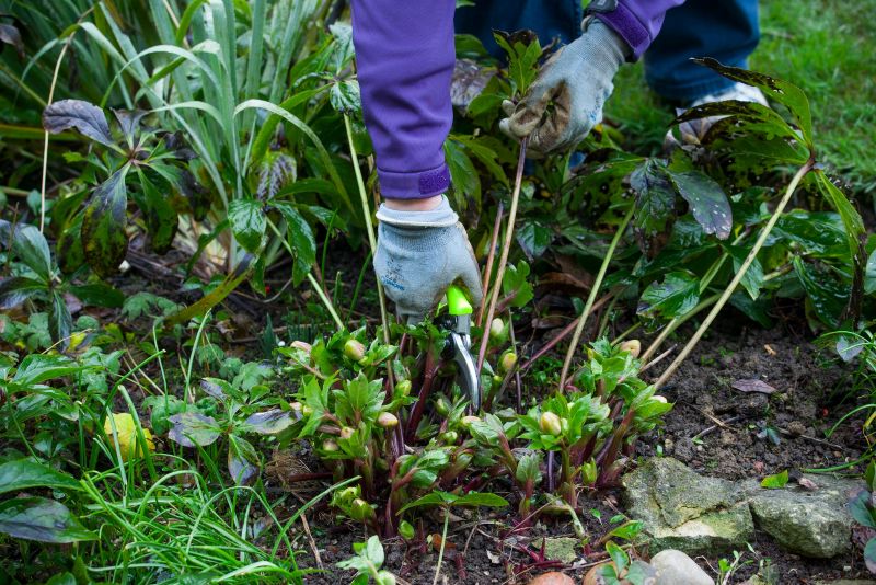 First ever AI mapping of UK’s growing spaces reveals disparity in access as RHS calls for greater provision of gardens