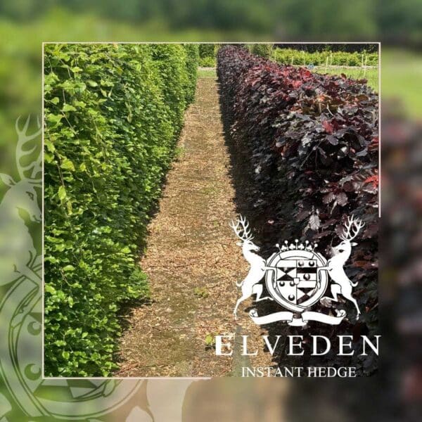 Elveden is back at GroundsFest