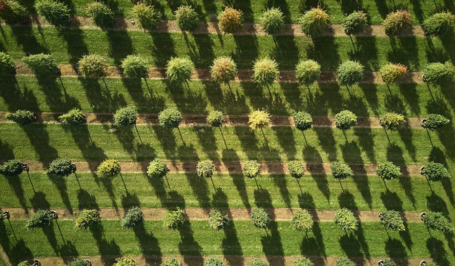 Hillier Trees at GroundsFest - British grown trees you can trust