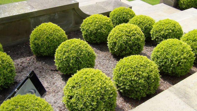 Introducing the benefits of mulch to landscaping 