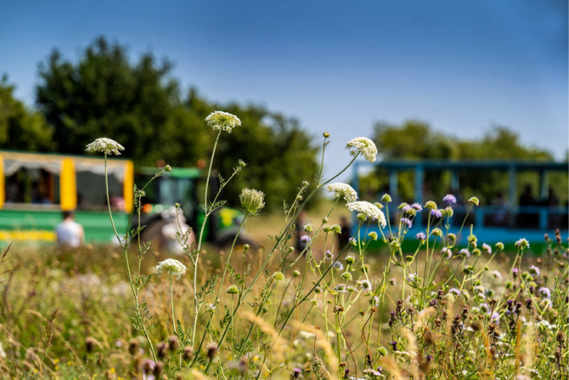 TV gardener joins Wildflower Co.'s first Field Day celebrating the future of Britain's wildflower meadows 