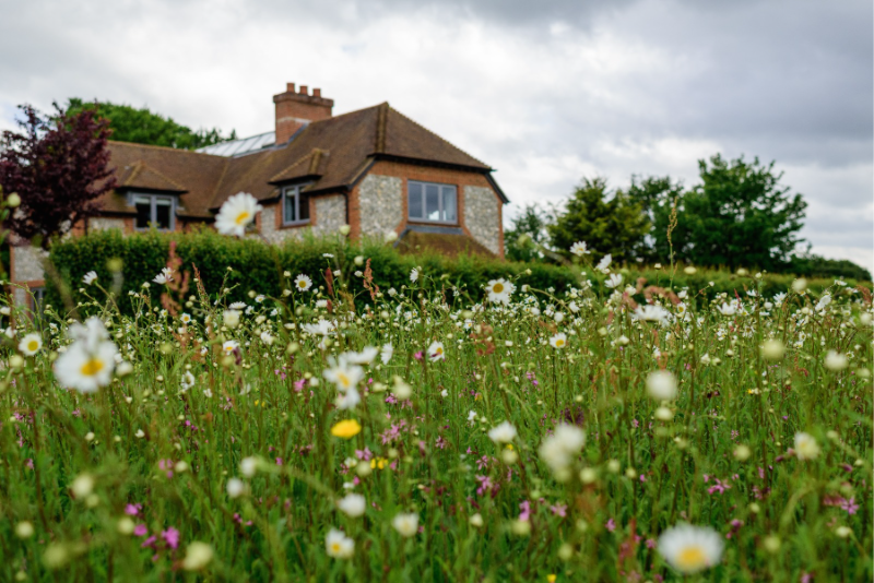 Wildflower Co. launches Wild Gardens to inspire a new generation of wildlife-friendly gardeners