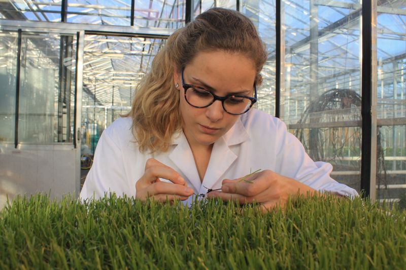 Cultivating resilience - why seed innovation is the new frontier for turf professionals