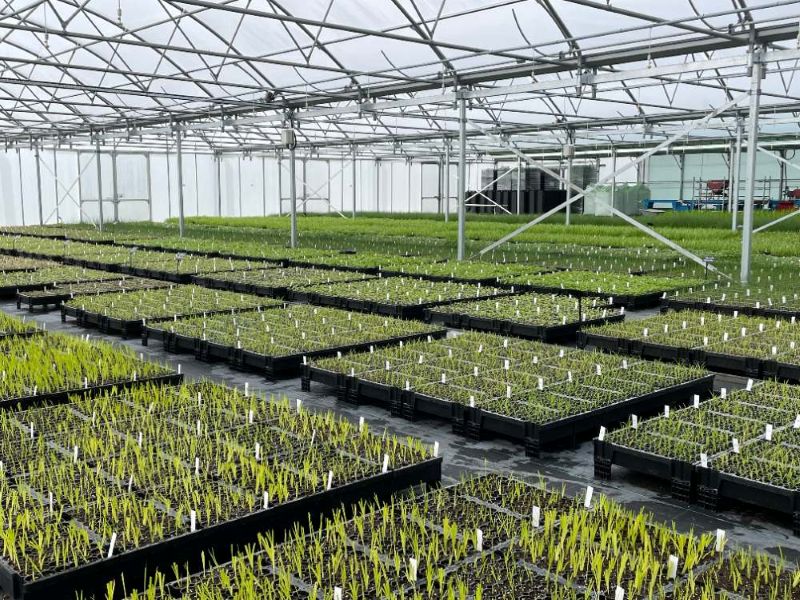 British Flora &ndash; specialists in native wildflowers and seed at GroundsFest 2026