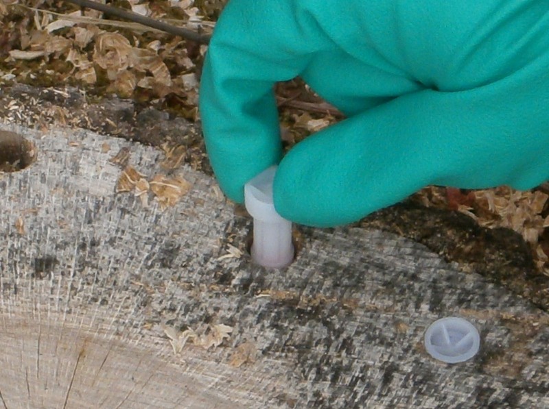 A simple and effective cut stump herbicide treatment