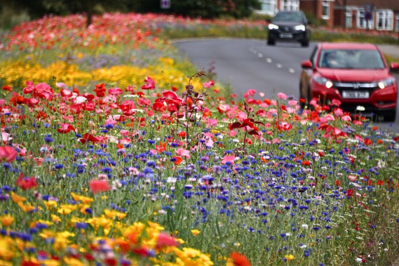 The Pictorial Meadows successional flowering solution