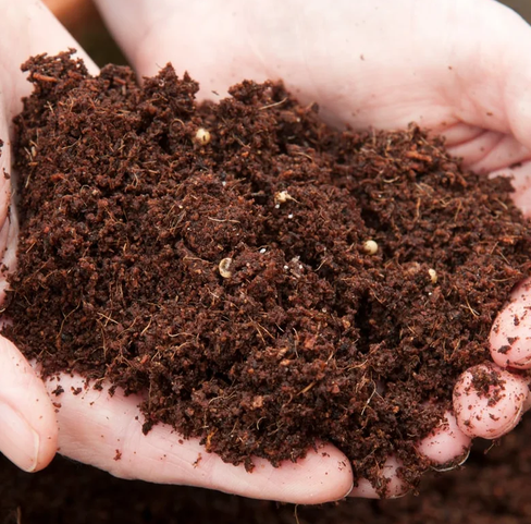 RHS retains peat-free policy at Shows with fail-safe for growers to recognise all important plant diversity