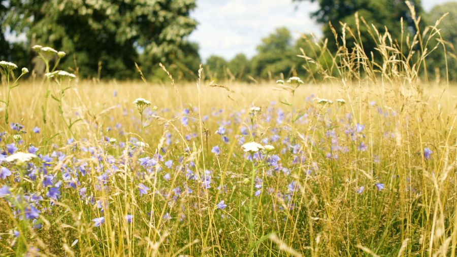 London's parks chiefs unite for heatwave safety appeal 