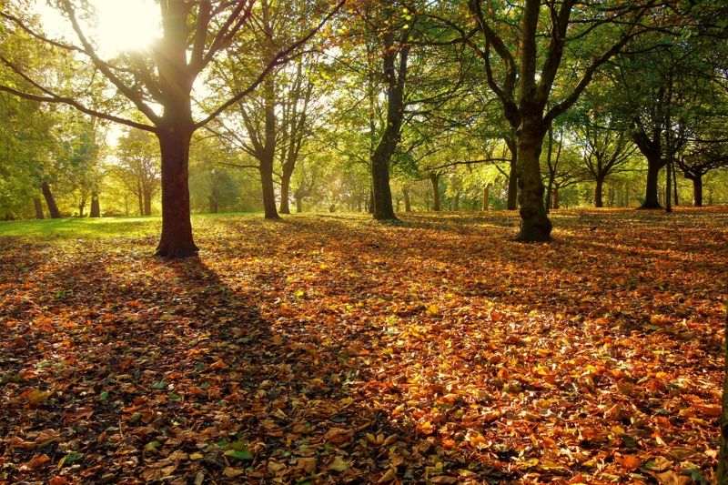 Nation to benefit from two new national forests backed by £1 billion investment in tree planting 