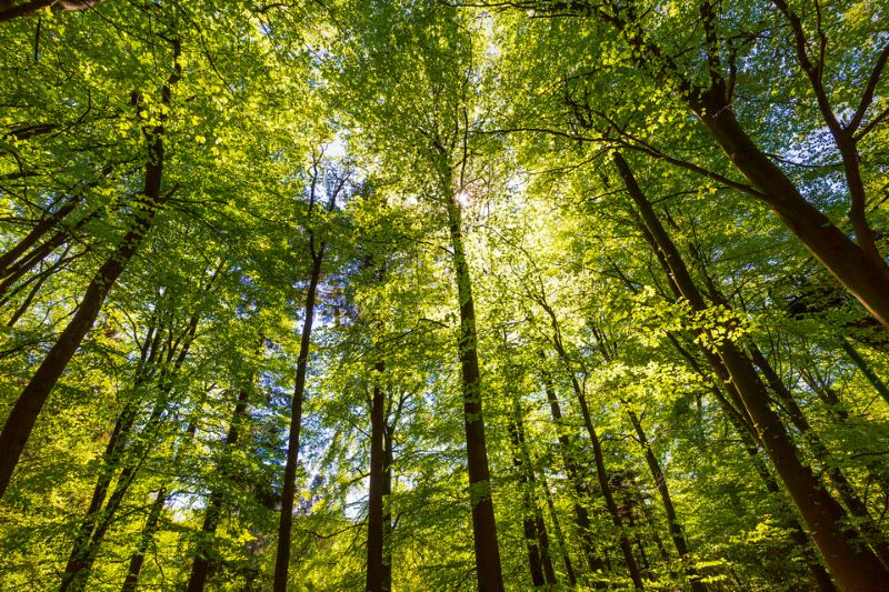 Third new national forest to bring nature closer to communities 