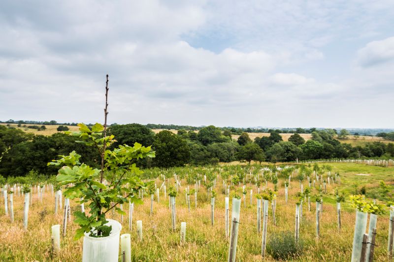 Tree planting and peatland restoration schemes show progress &ndash; but NAO says step-change needed to ensure success