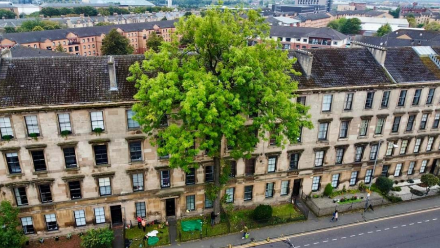 Inspiring ‘cultural trees’ shortlisted for Tree of the Year 2025
