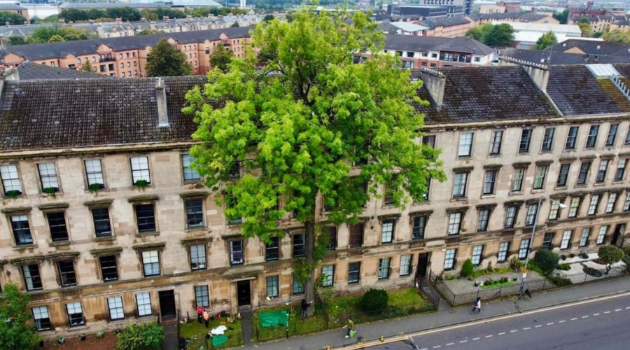 Tree of the Year 2025 is revealed