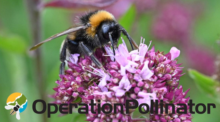 Syngenta Operation Pollinator Award open for entries