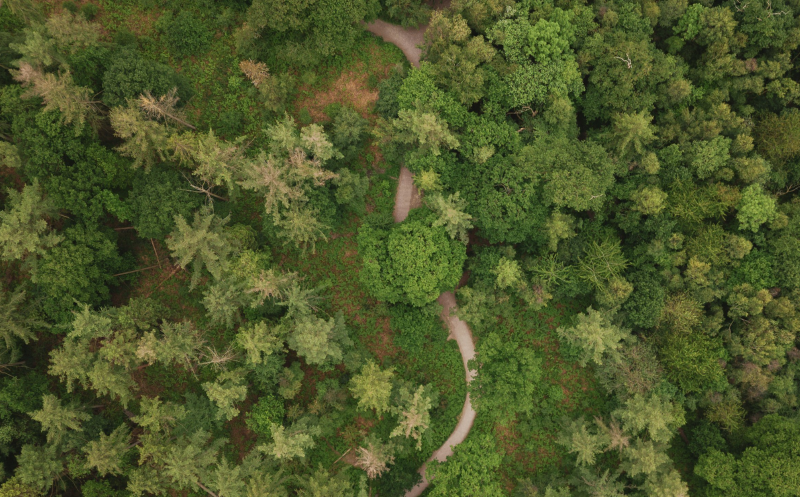 Forestry England’s new resilience strategy will safeguard the nation’s forests for centuries 