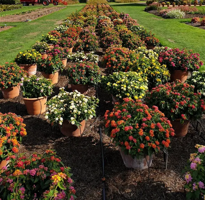 RHS calls for clear labelling of plant benefits as new study shows it prompts greener garden choices