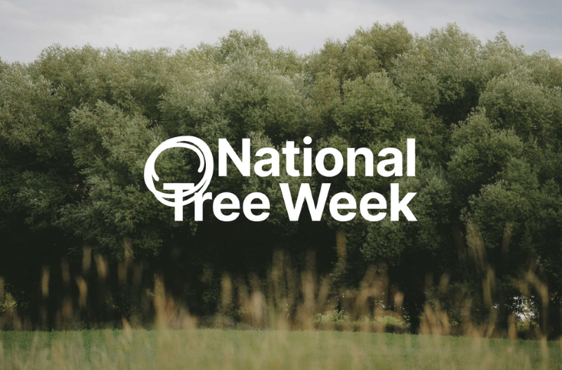 National Tree Week at 50 - a future filled with trees